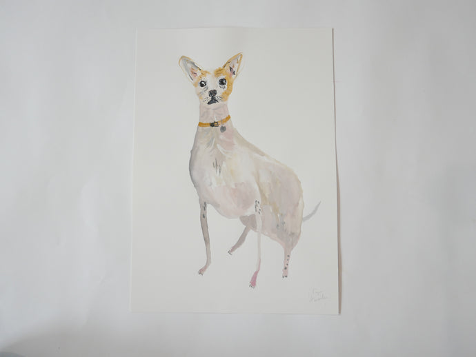 A Chihuahua Portrait