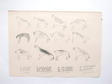 Catalogue of Hyenas